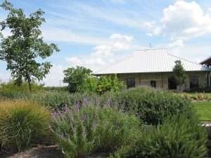 Leander Texas in full bloom