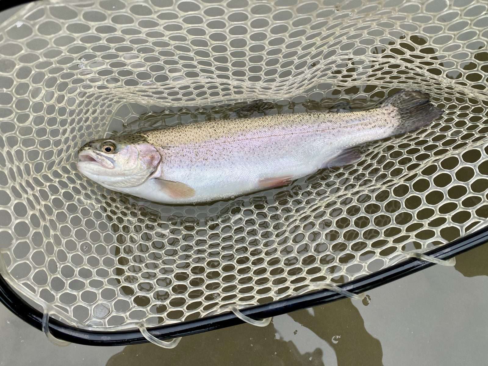 Rainbow trout resting in a rubber landing net on the Guadalupe River